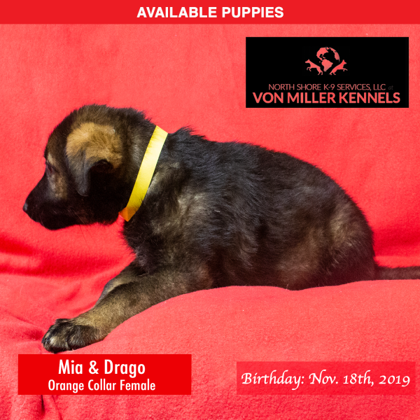 Von-Miller-Kennels_Puppies-German-Shepherds-11-18-2019-litter-Orange-Female-2 (1)